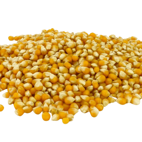 MAÍZ PARA PALOMITAS